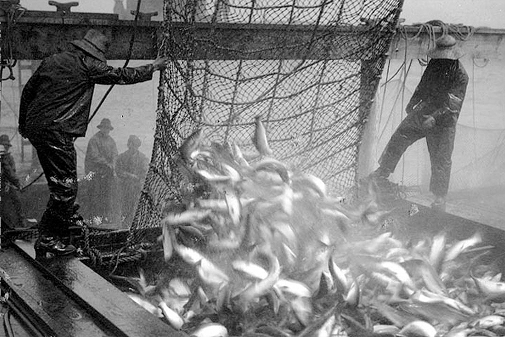Brailing salmon from a fish trap, possibly on Puget Sound