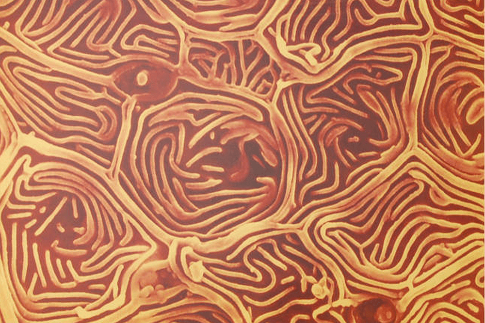 Skin from the goldfish