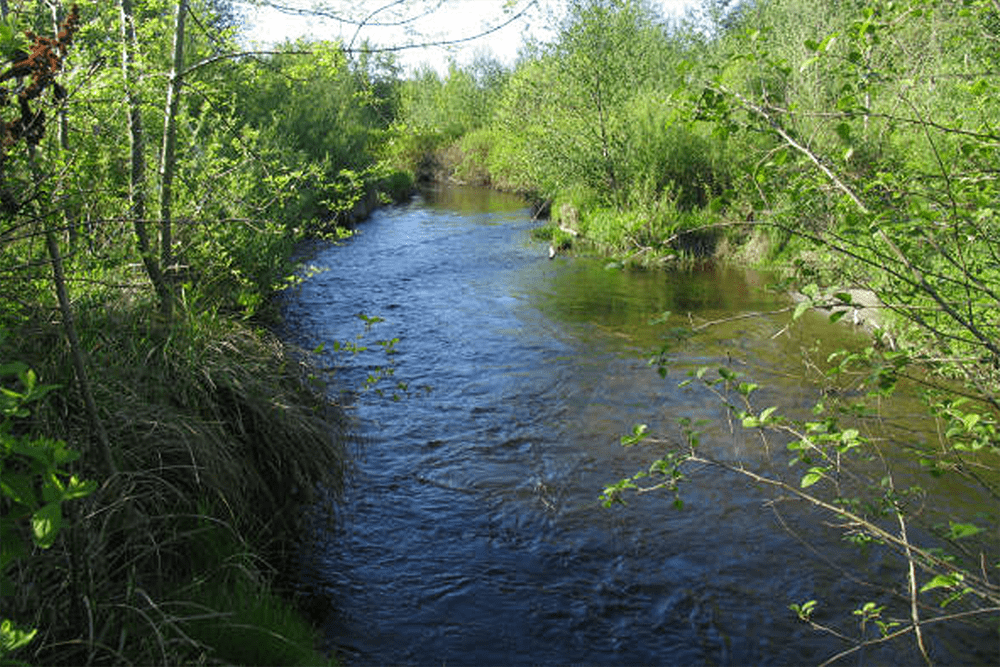 North Creek channel and green springtime vegetation